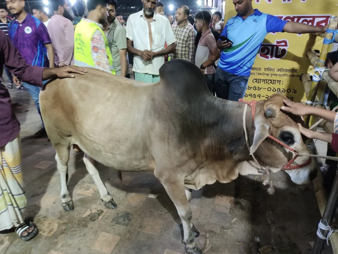 কোরবানির গরু