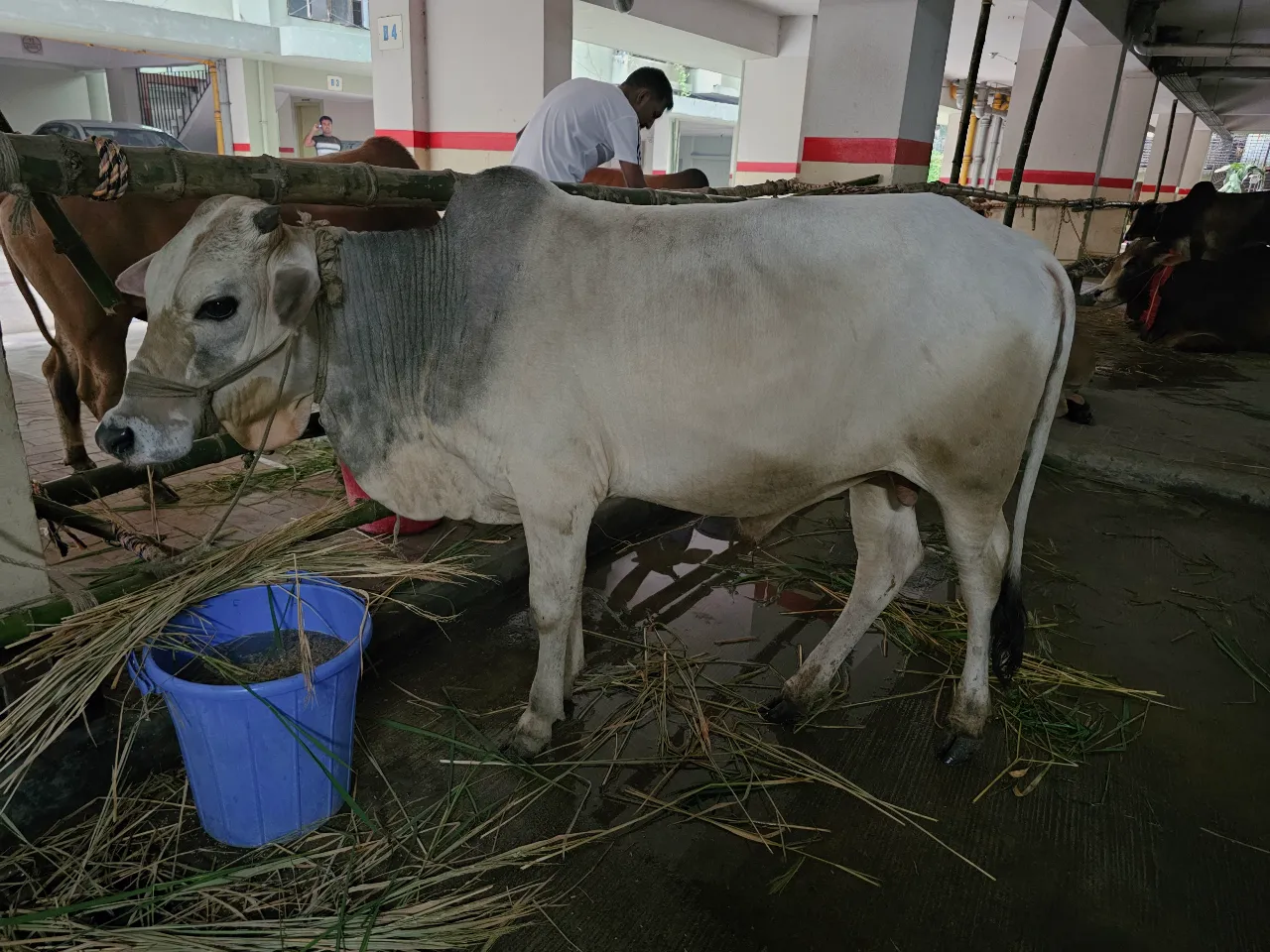 কোরবানির গরু