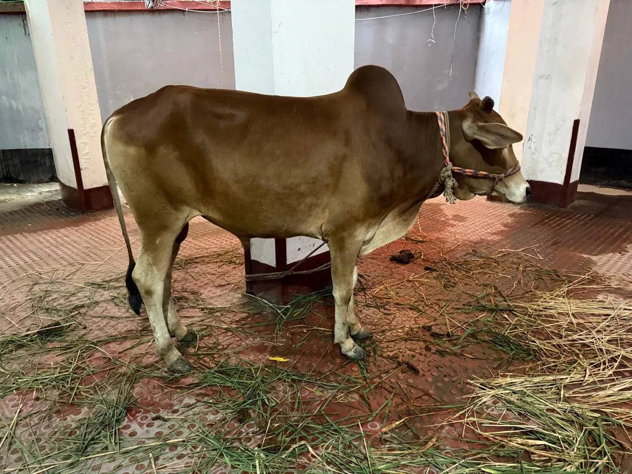 কোরবানির গরু