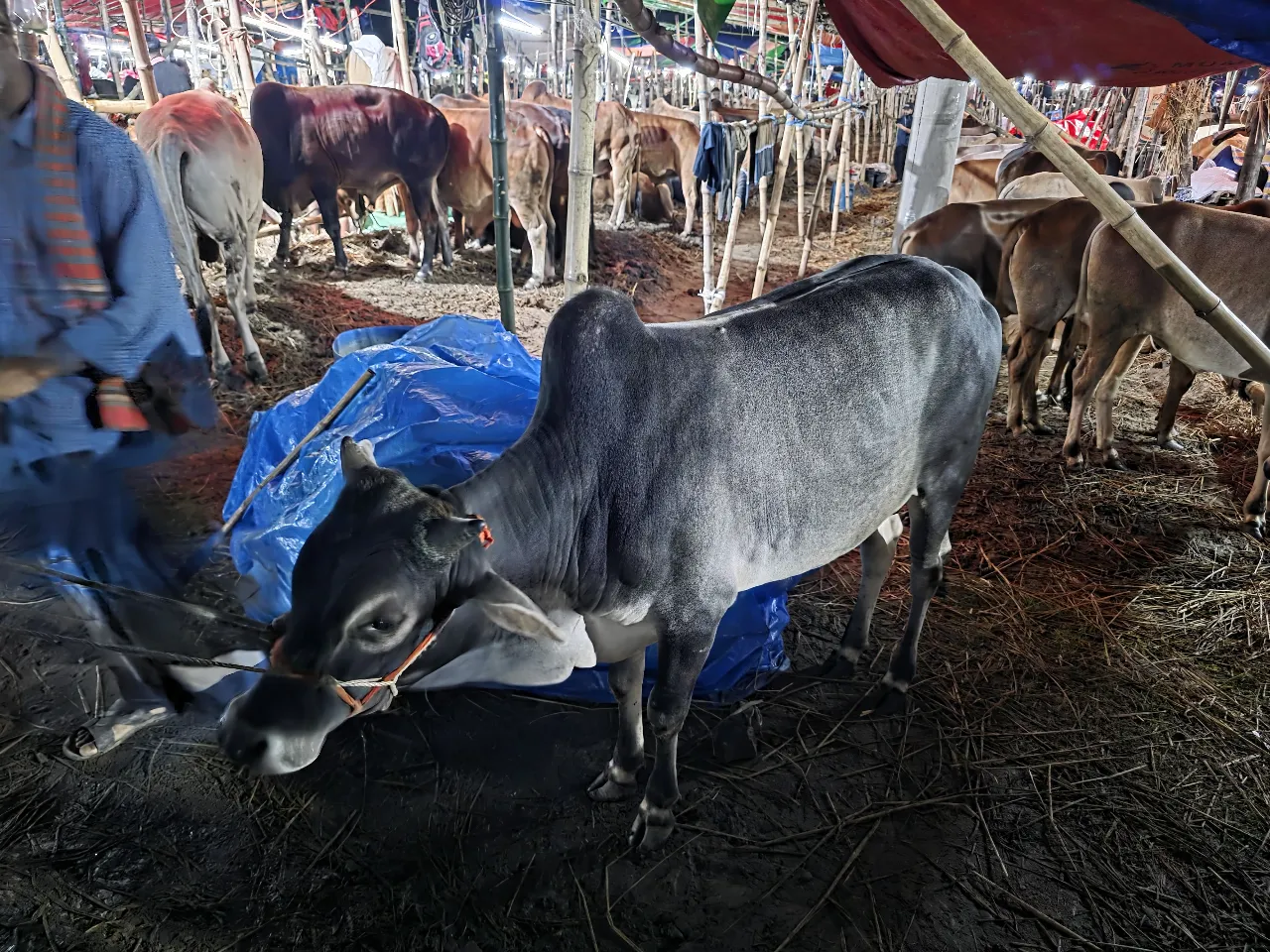 কোরবানির গরু