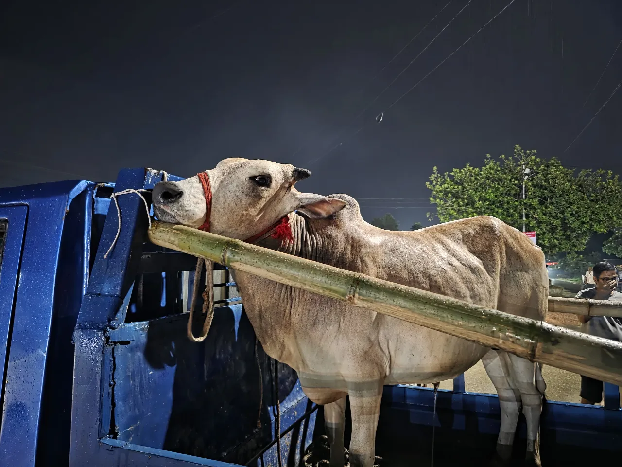 কোরবানির গরু