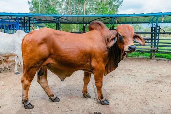 কোরবানির গরু
