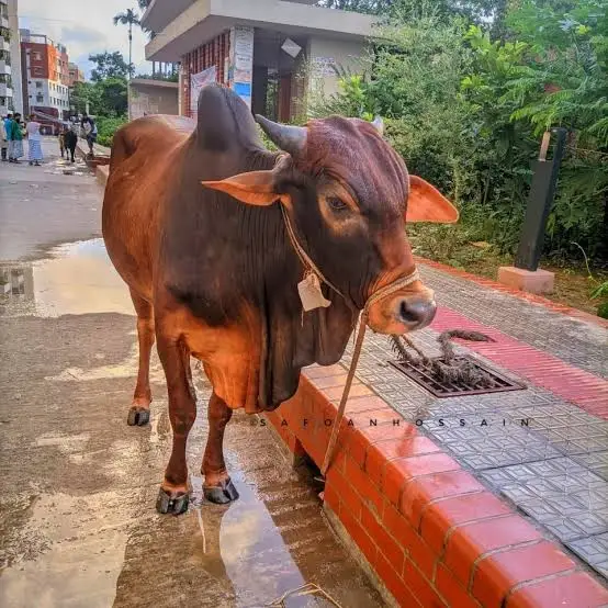 কোরবানির গরু