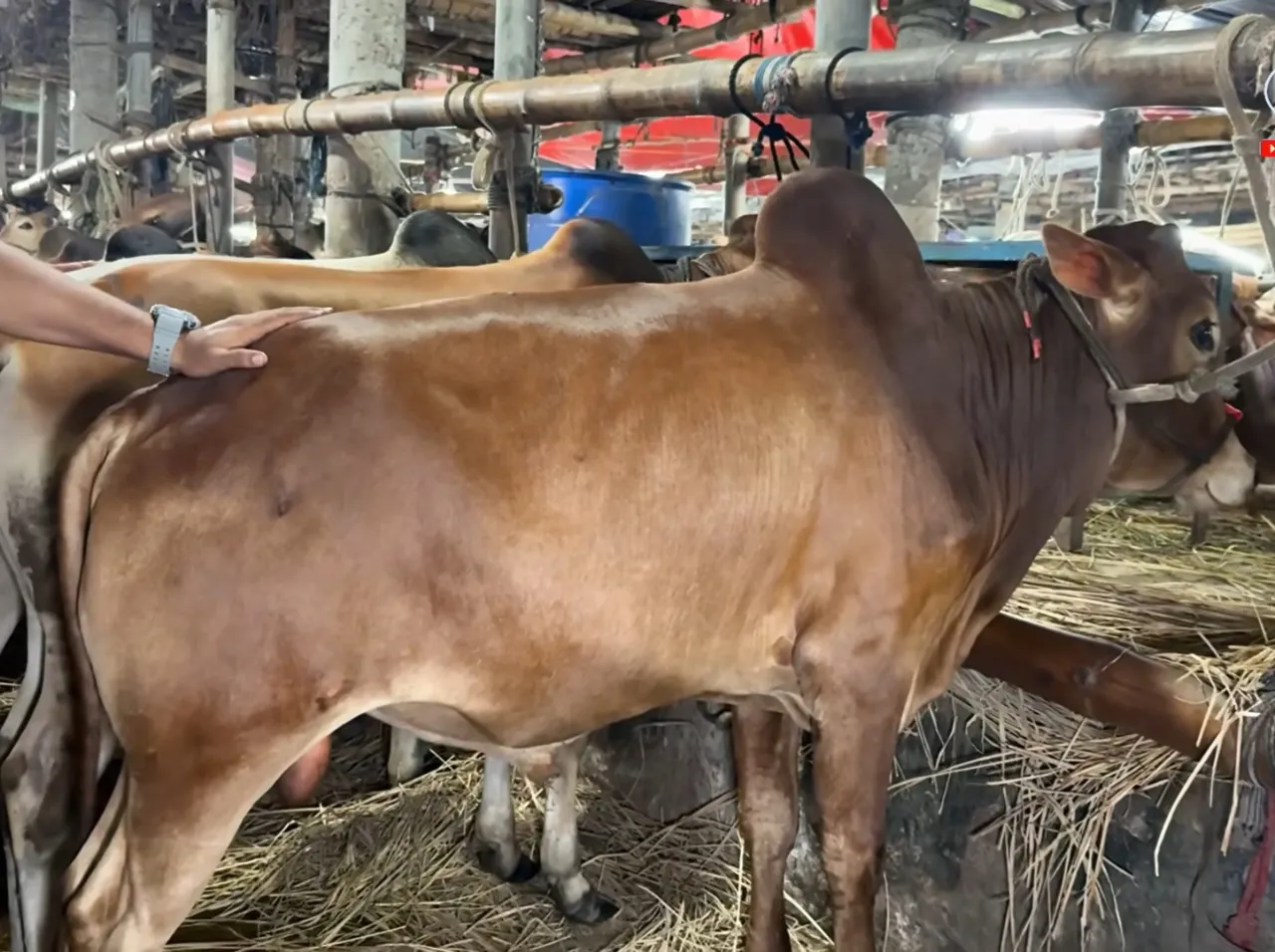Cow