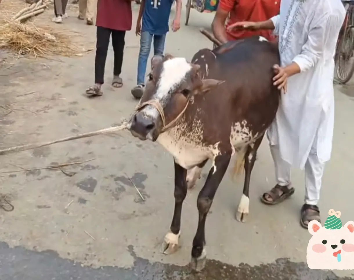 Cow