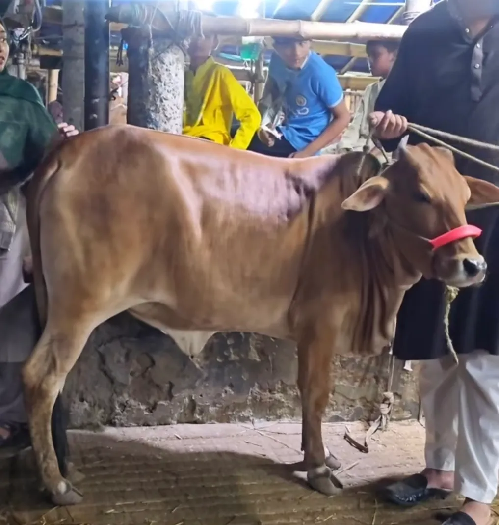 Cow
