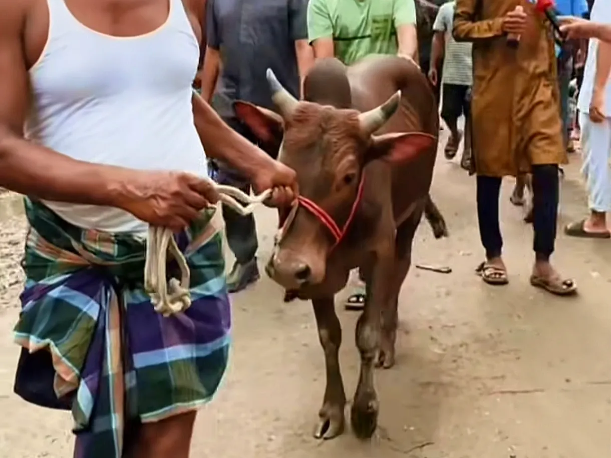 Cow