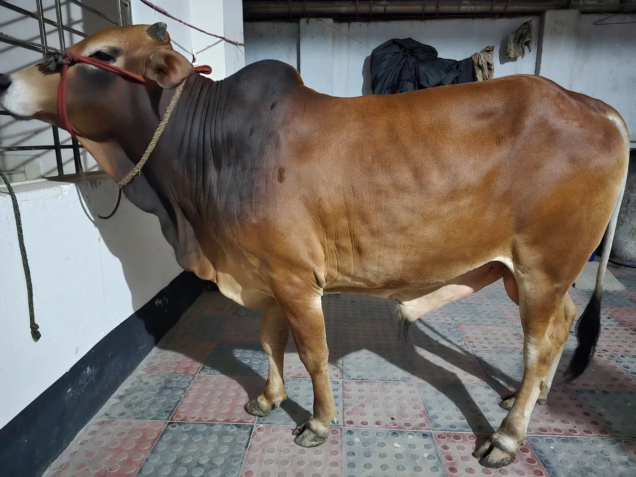Cow