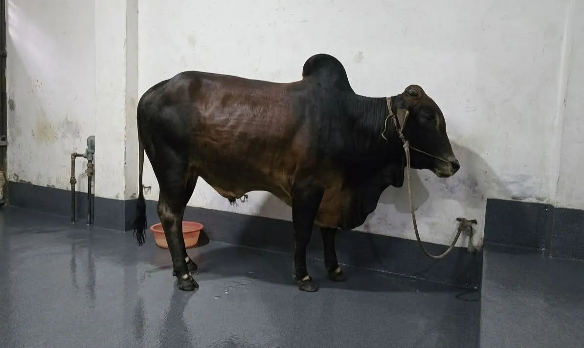 Cow