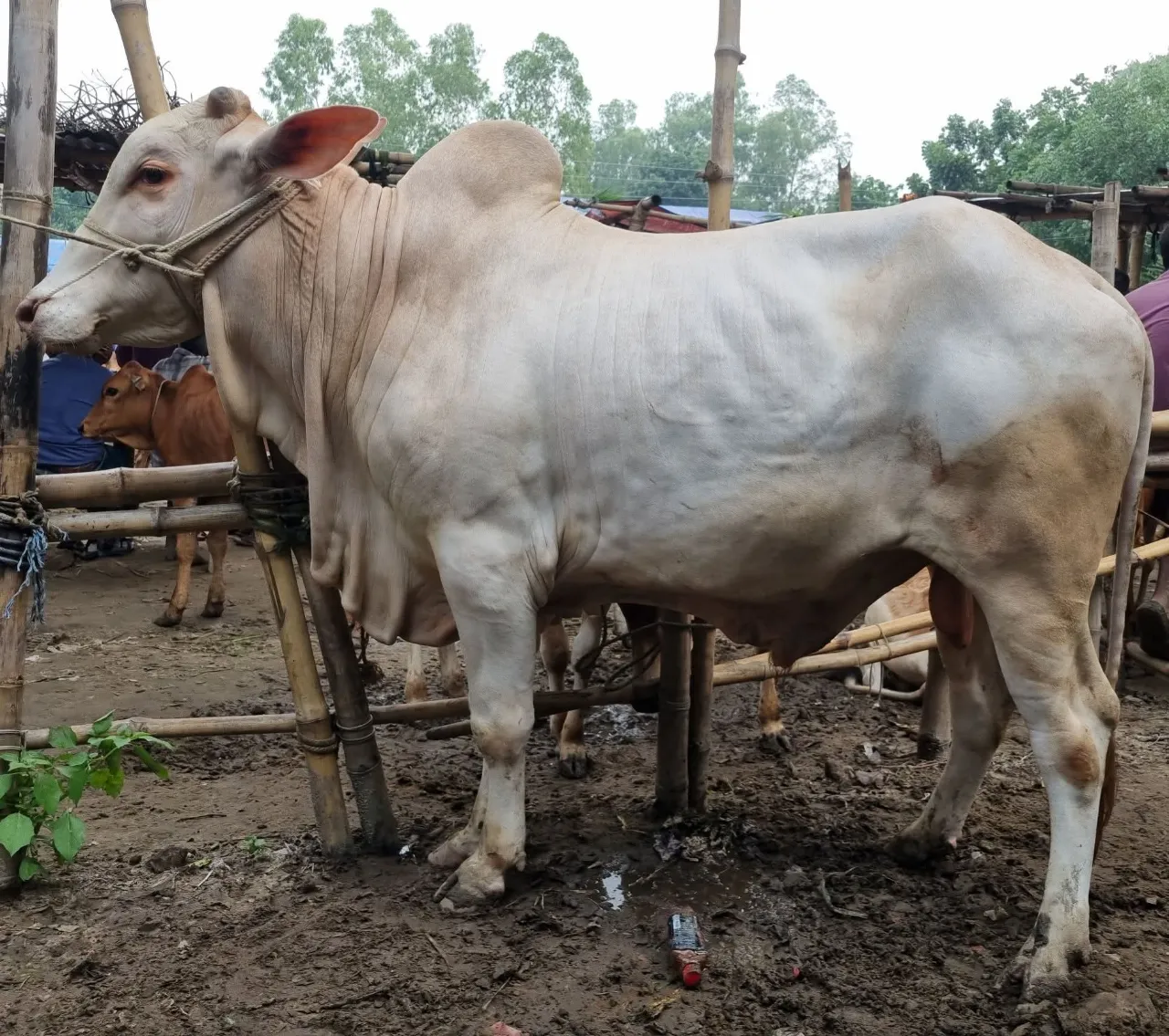 Cow