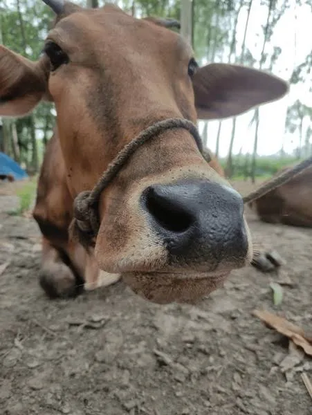 কোরবানির গরু