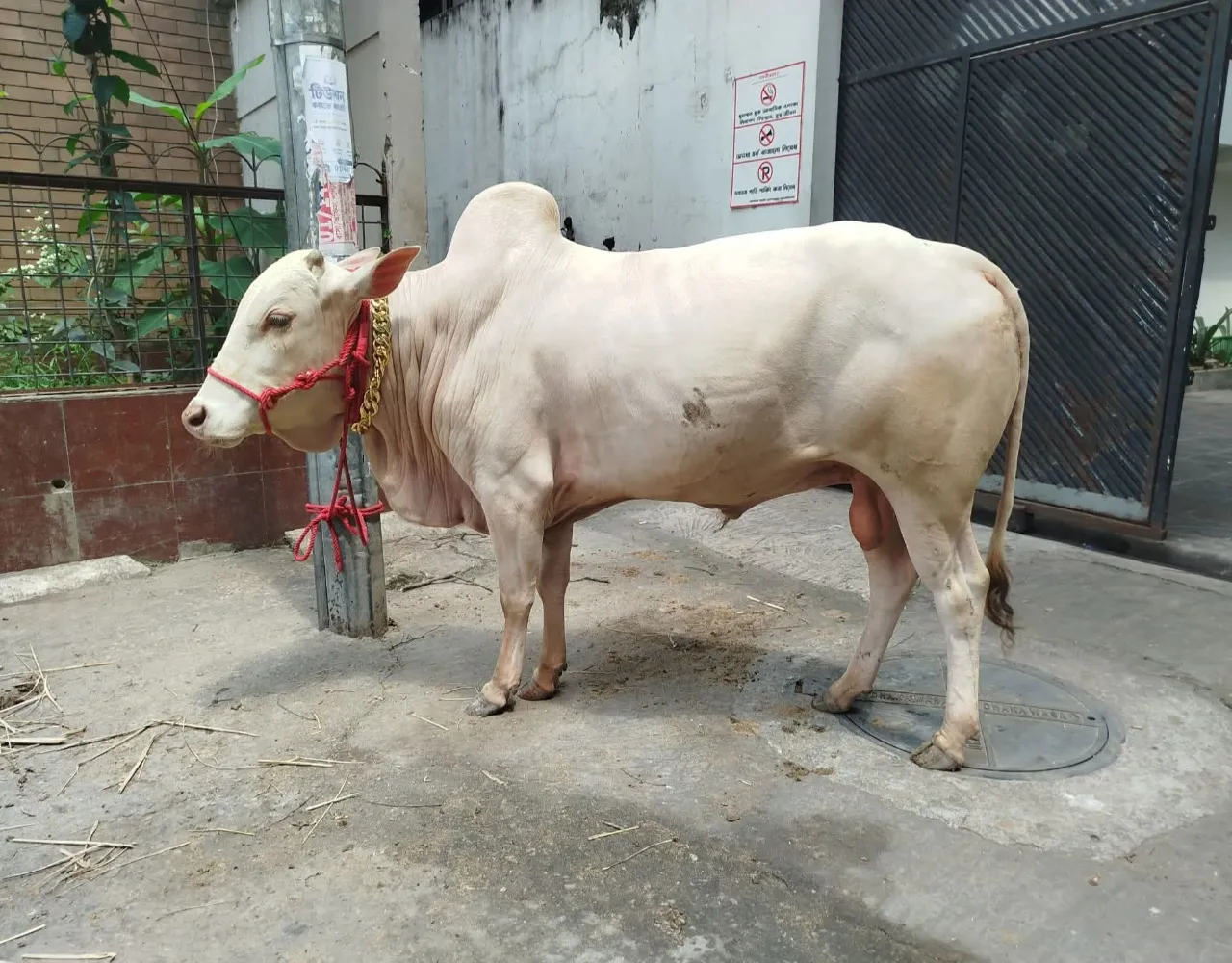 Cow