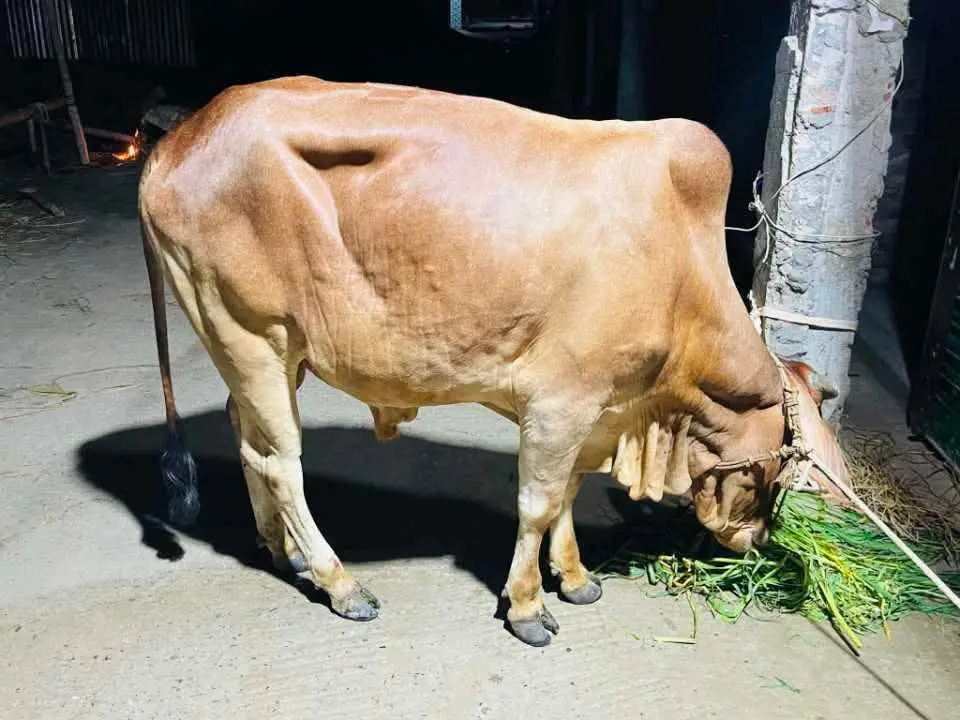Cow
