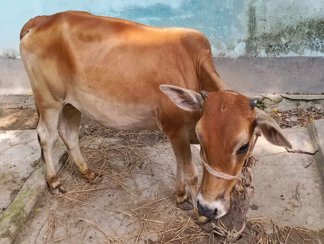 Cow