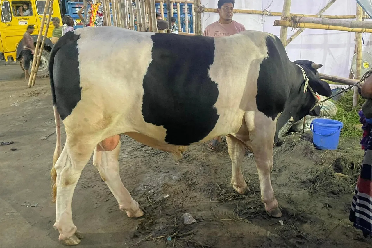 কোরবানির গরু