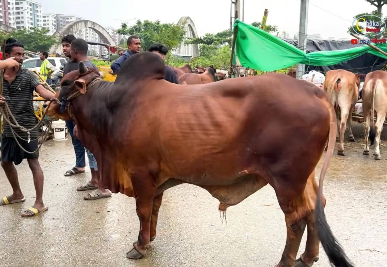 কোরবানির গরু