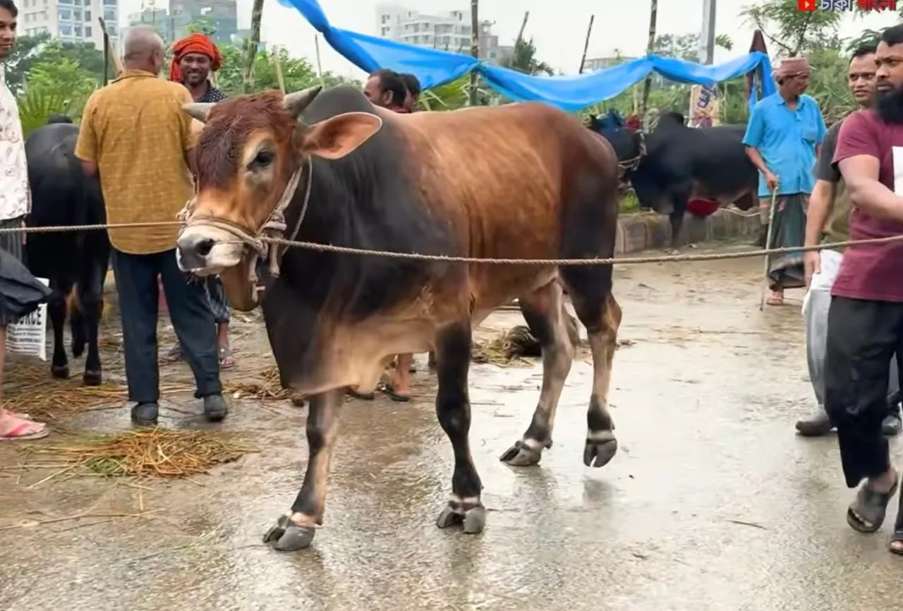 কোরবানির গরু