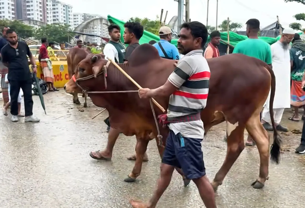 কোরবানির গরু
