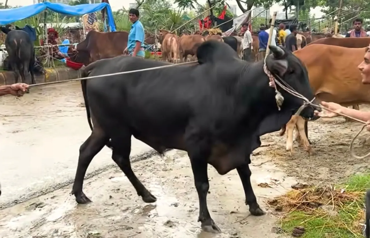 কোরবানির গরু