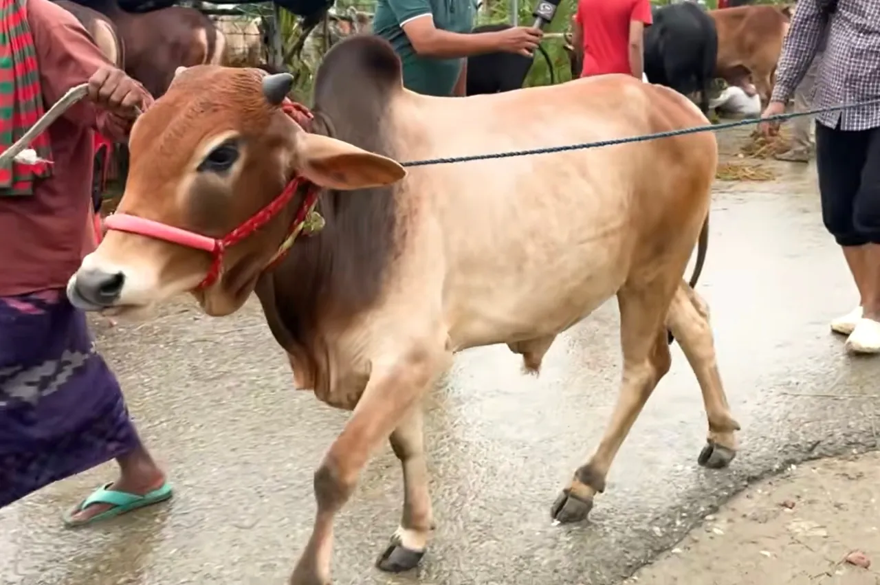 কোরবানির গরু