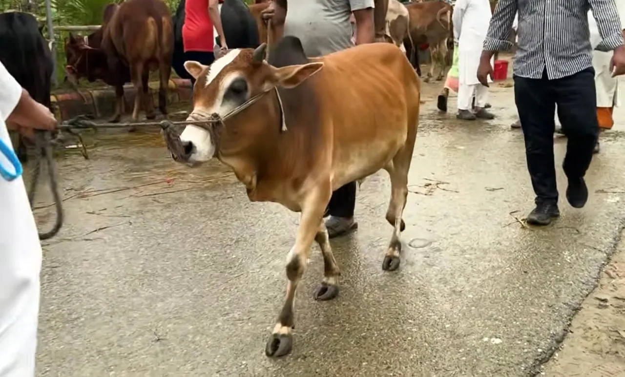 কোরবানির গরু
