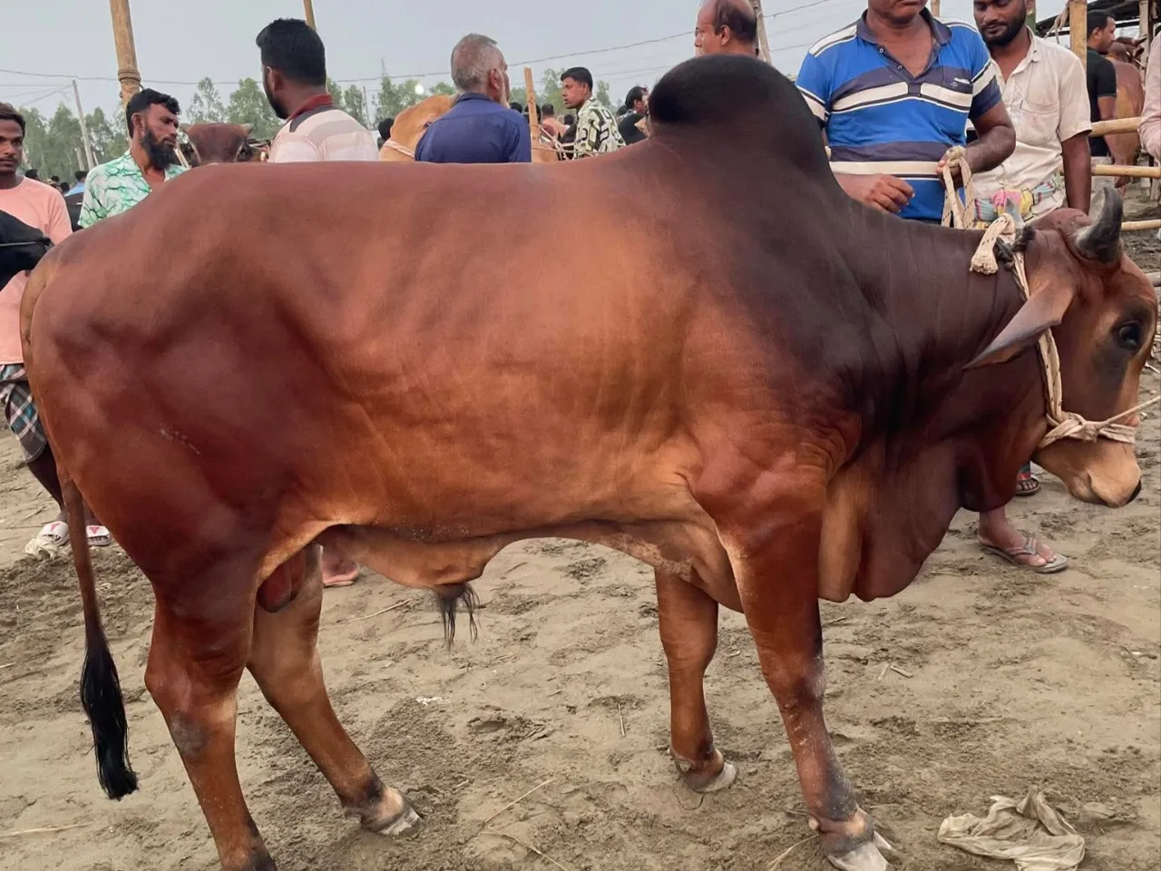 Cow