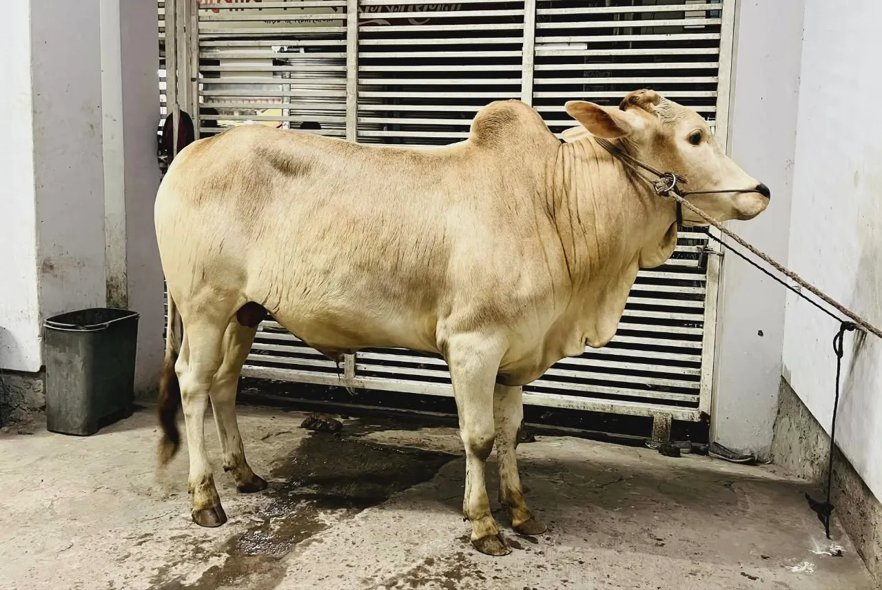 Cow