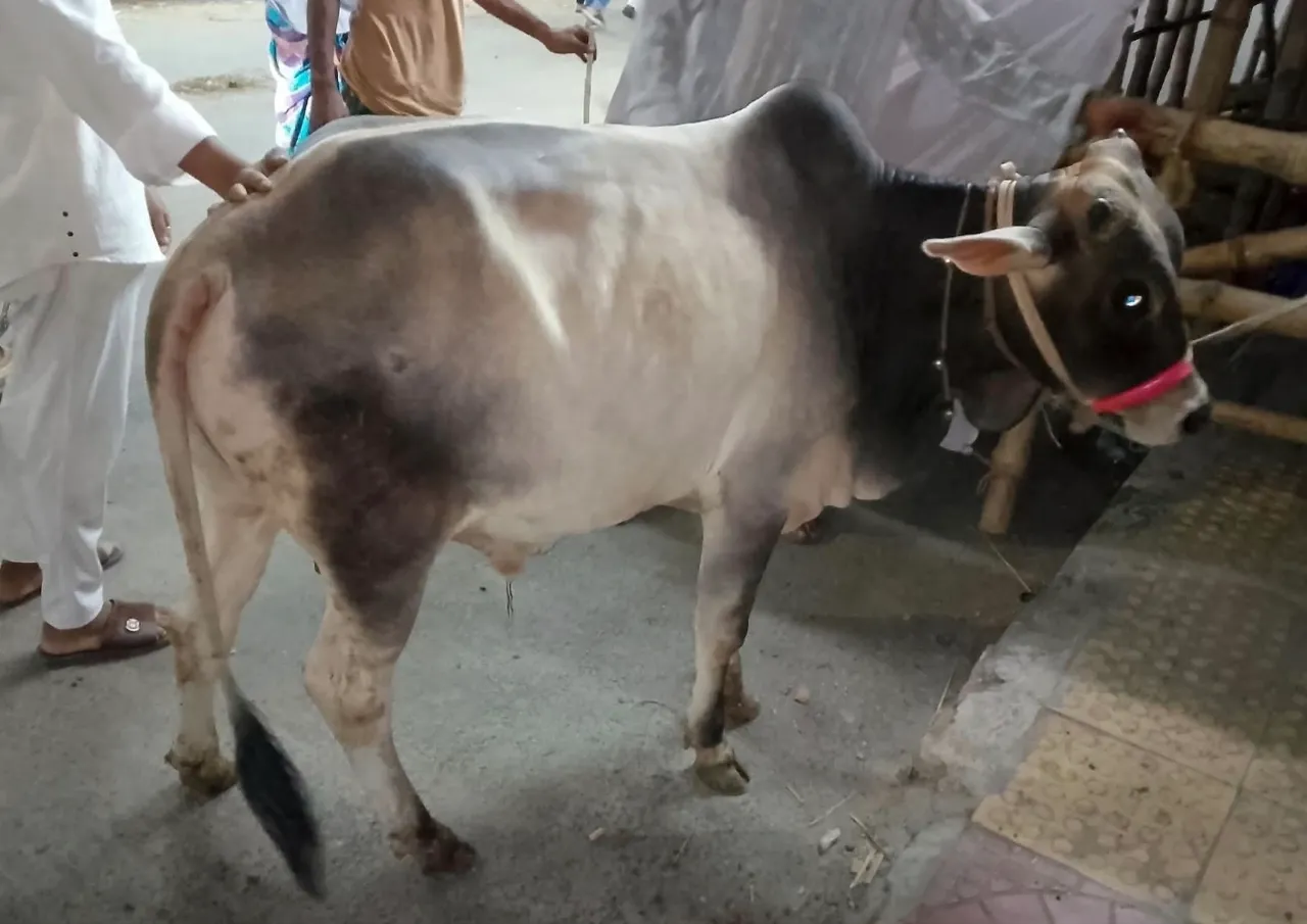Cow