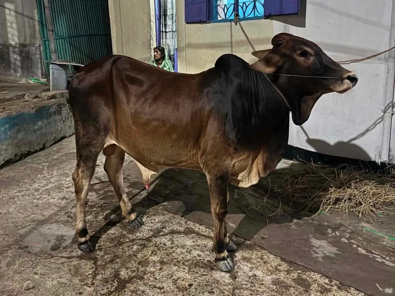 কোরবানির গরু