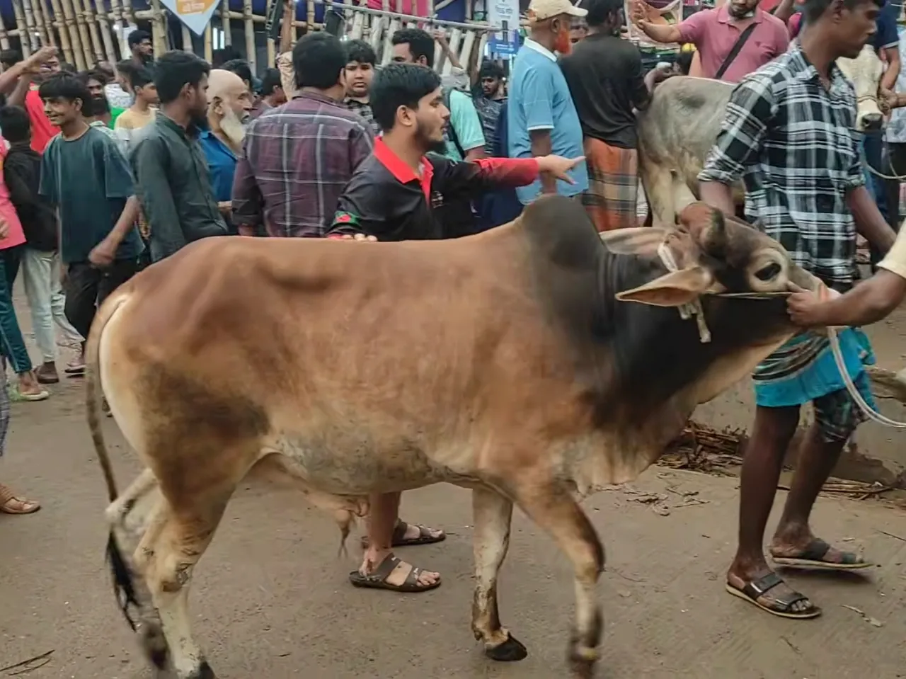 কোরবানির গরু