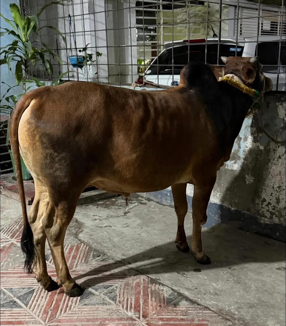 Cow