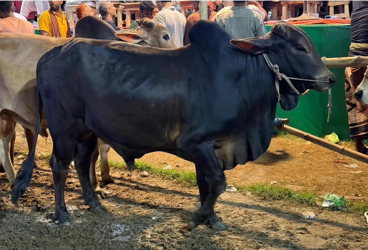 কোরবানির গরু