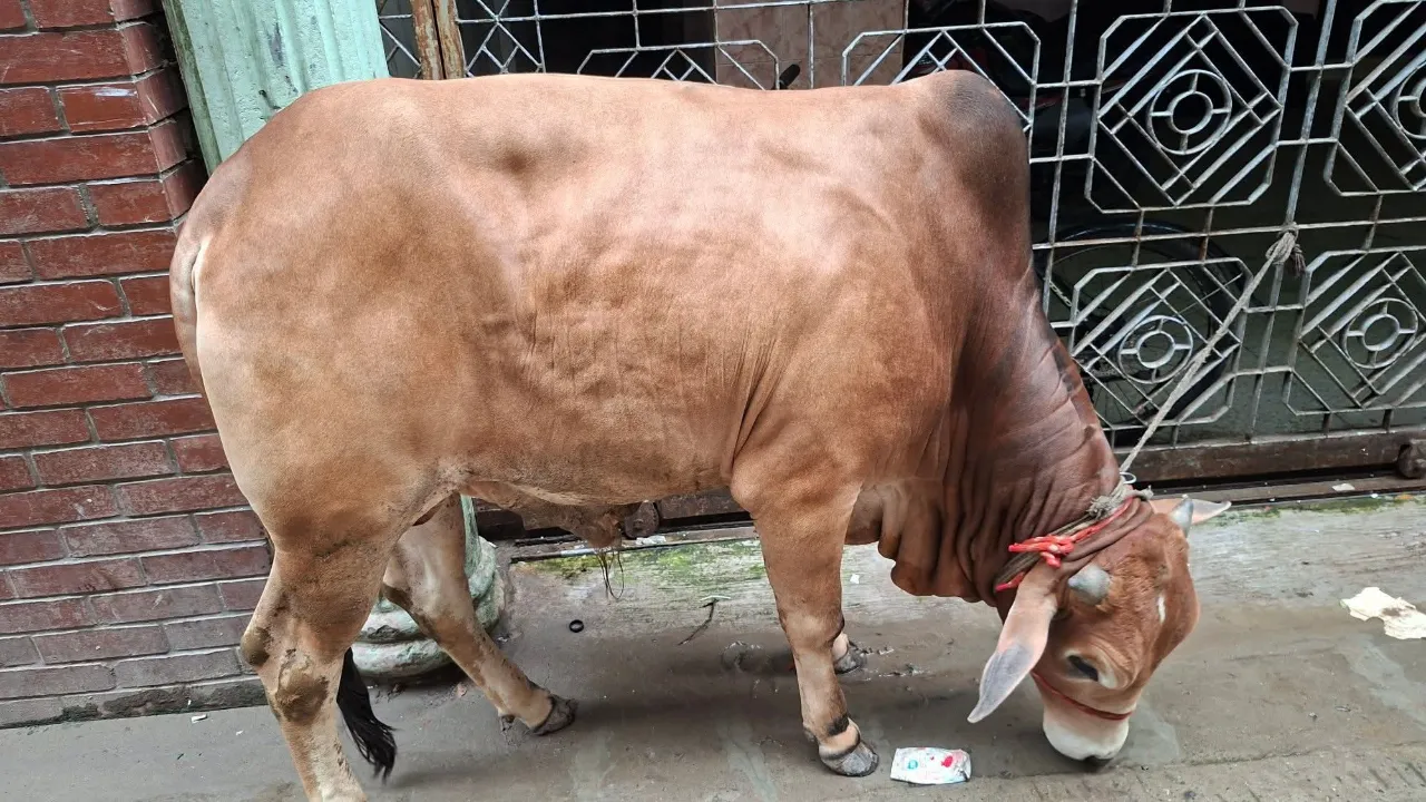 কোরবানির গরু