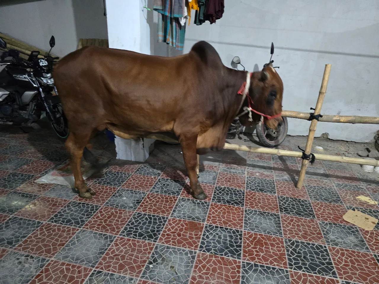 কোরবানির গরু