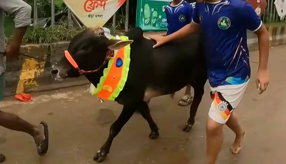 কোরবানির গরু