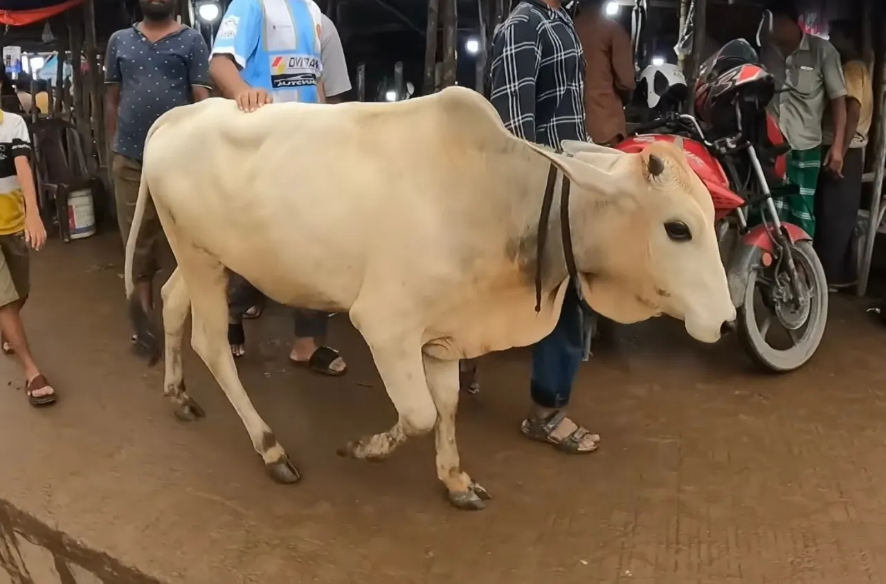 কোরবানির গরু