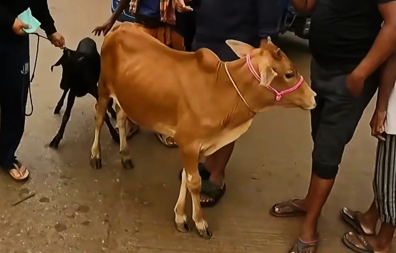কোরবানির গরু