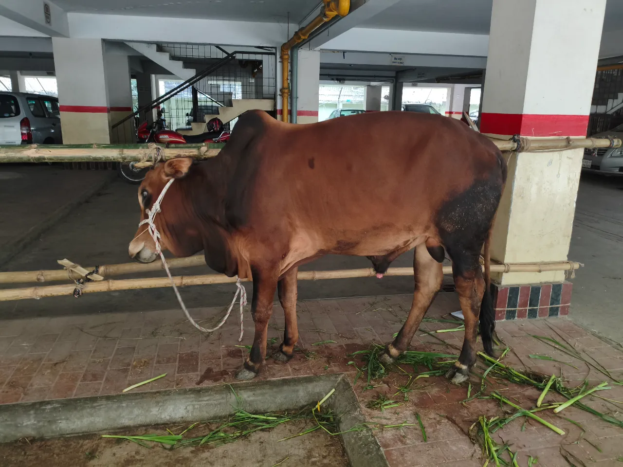 কোরবানির গরু