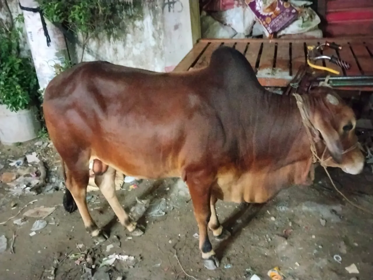 কোরবানির গরু