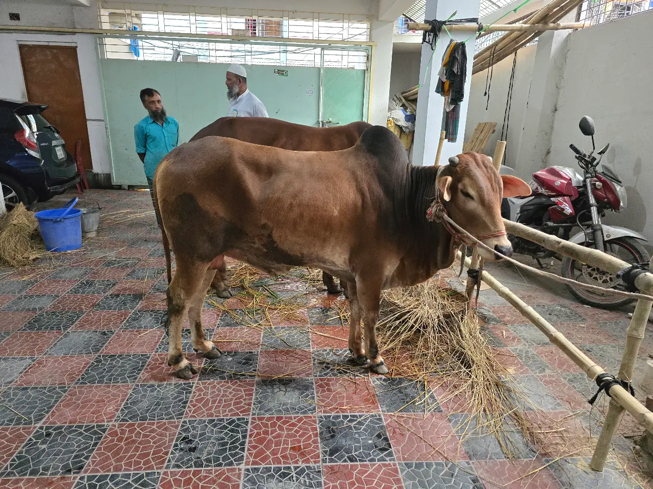 কোরবানির গরু