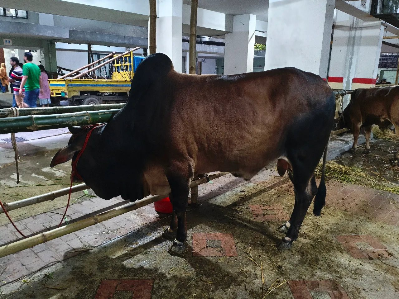 কোরবানির গরু