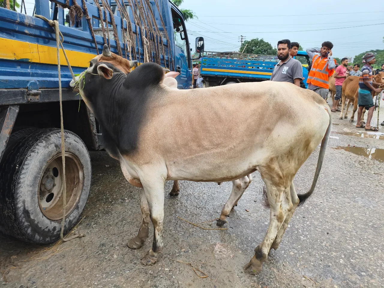কোরবানির গরু