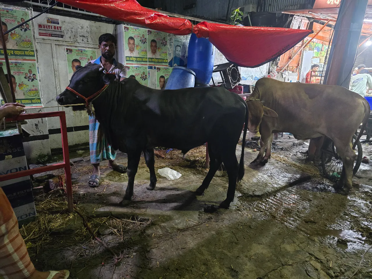 কোরবানির গরু